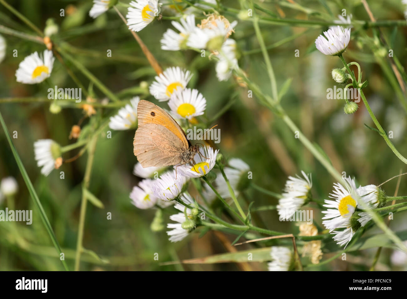 Meadow brown butterfly sits on a daisy fleabane. The meadow brown (Maniola jurtina) Stock Photo