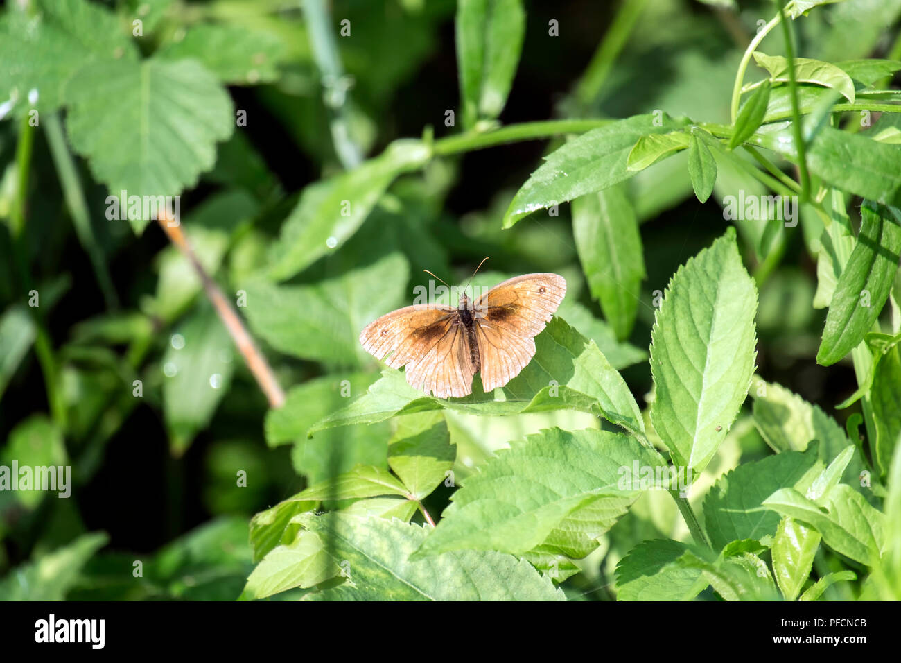 Meadow brown butterfly sits on a green leaf. The meadow brown (Maniola jurtina) Stock Photo