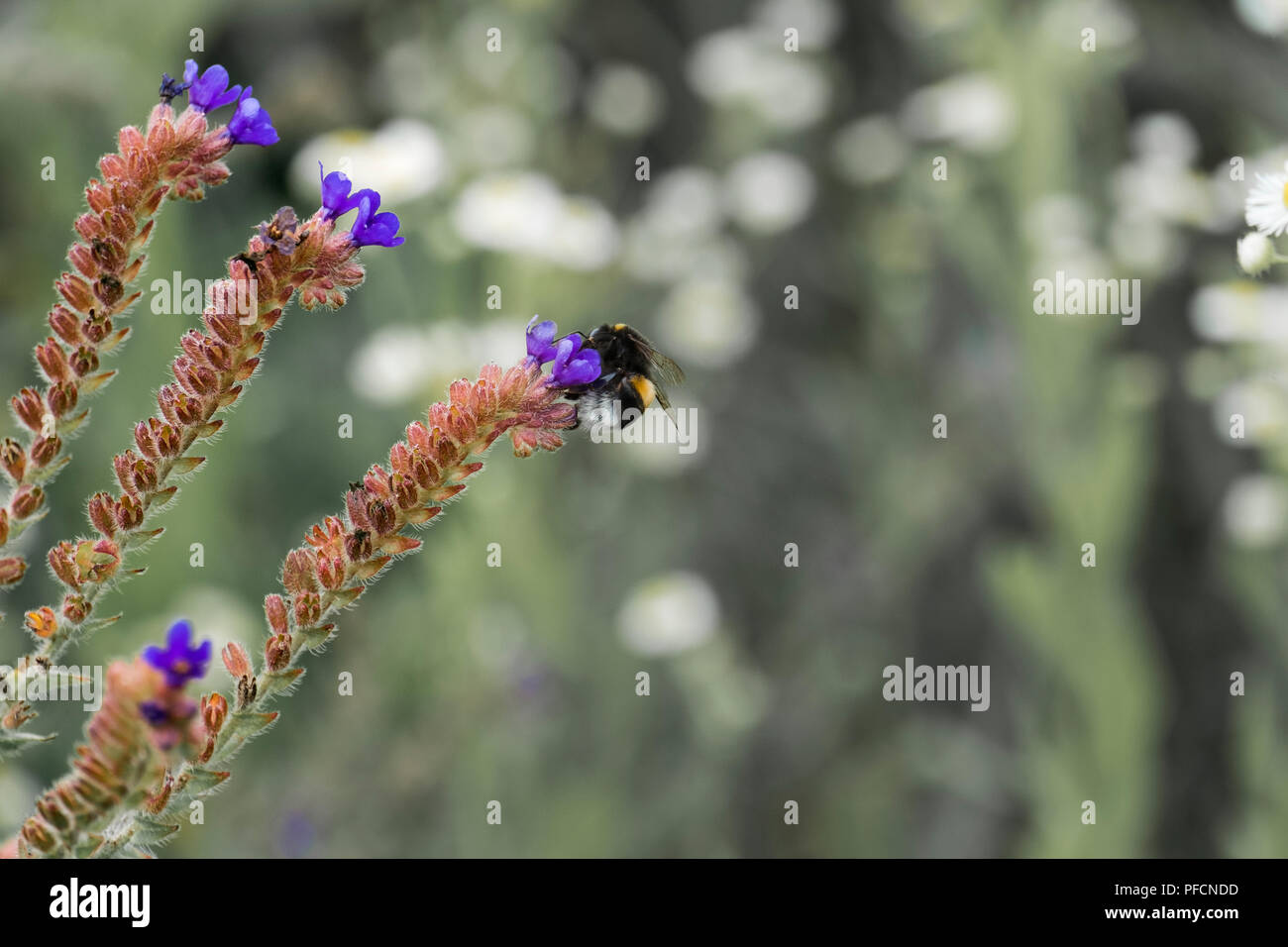 Short-haired bumblebee gathers nectar on blue meadow flowers (Bombus subterraneus) Stock Photo