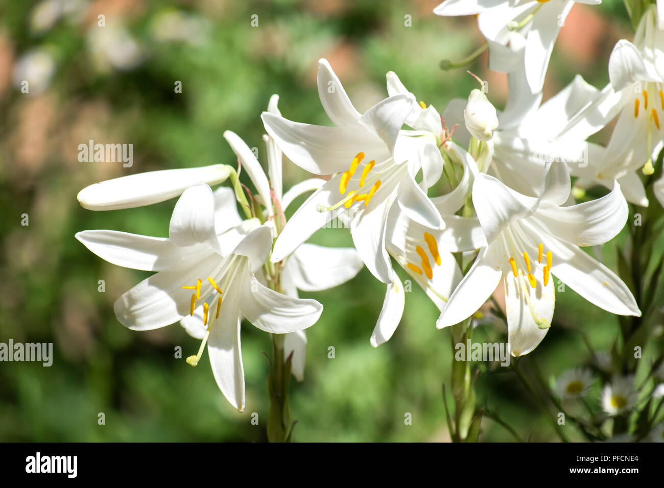 White flowers of Madonna lily (Lilium candidum) Stock Photo