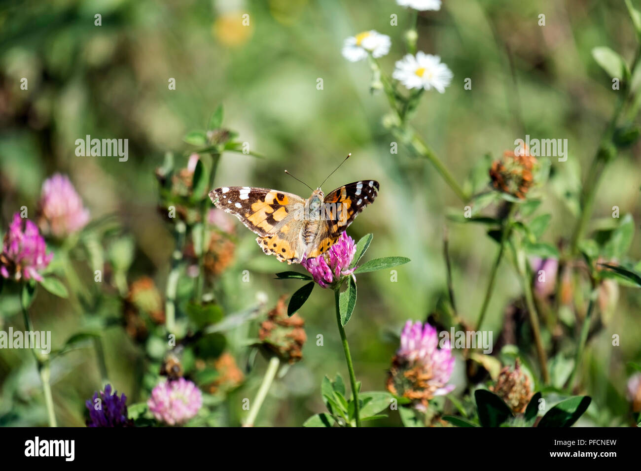 Сolorful butterfly - painted lady. Orange butterfly with black and white spots collects nectar from a clover flower (Vanessa cardui) Stock Photo