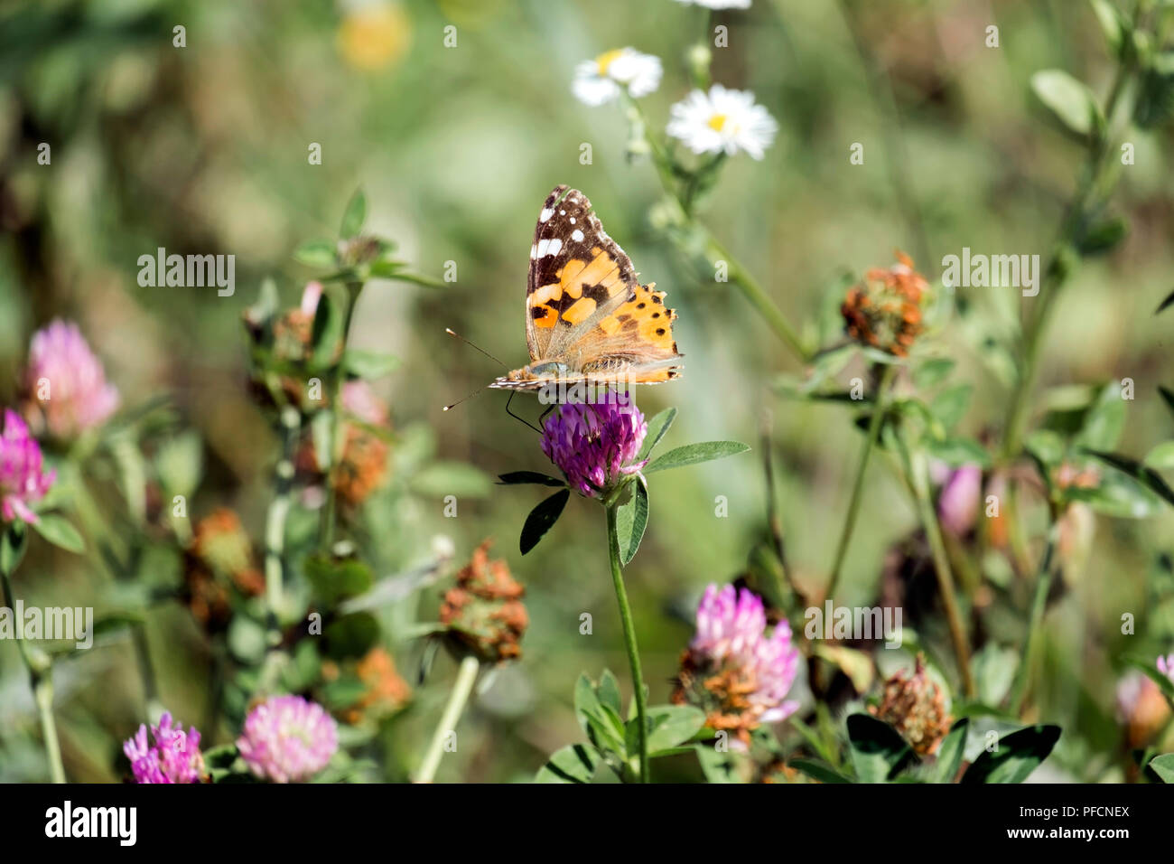 Сolorful butterfly - painted lady. Orange butterfly with black and white spots collects nectar from a clover flower (Vanessa cardui) Stock Photo