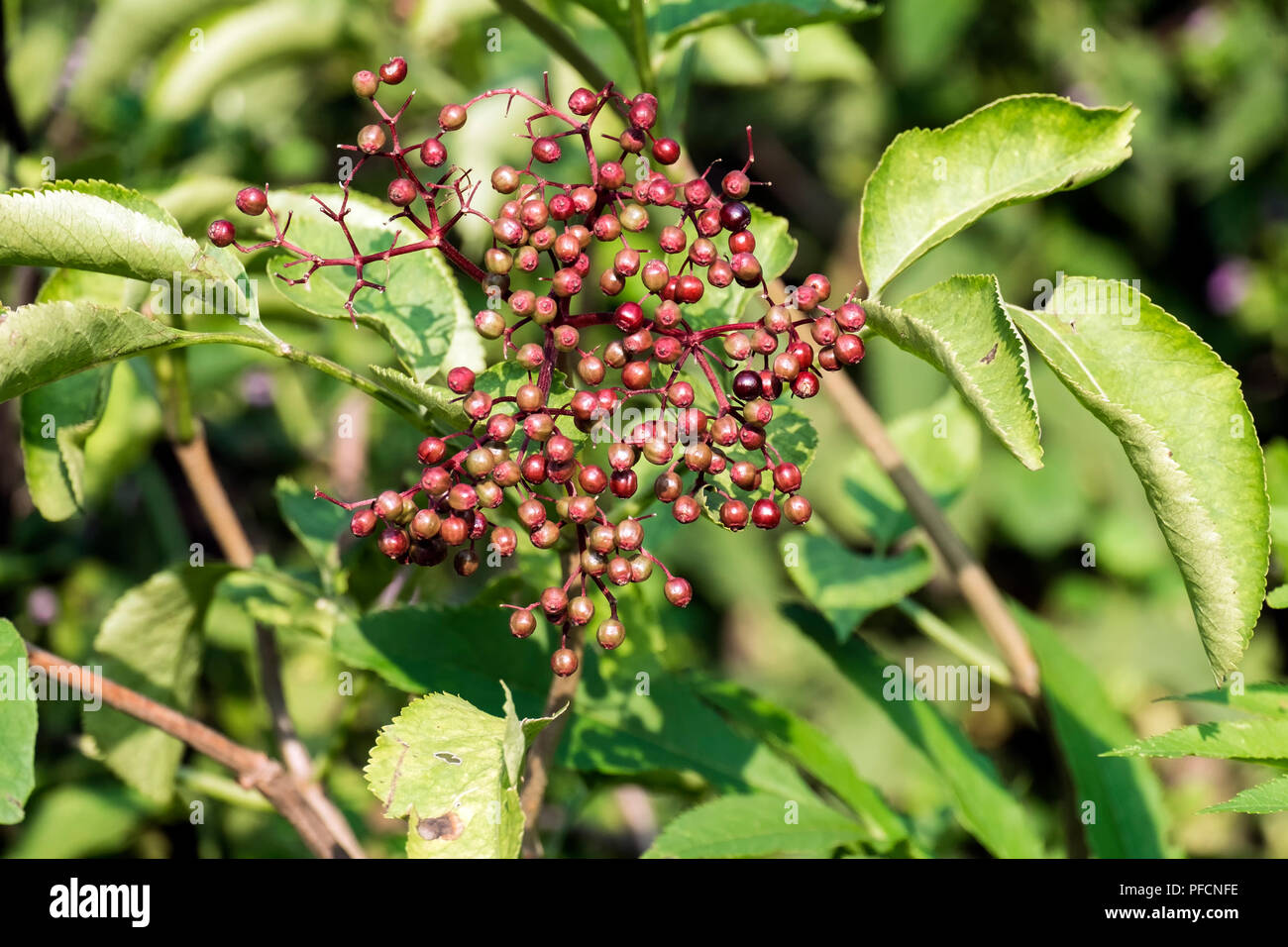 Bunch of maturing dwarf elder berries. Danewort berries (Sambucus ebulus) Stock Photo