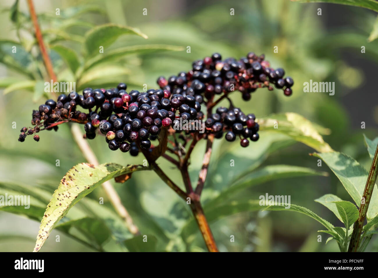 Bunch of ripe dwarf elder berries. Danewort berries (Sambucus ebulus) Stock Photo