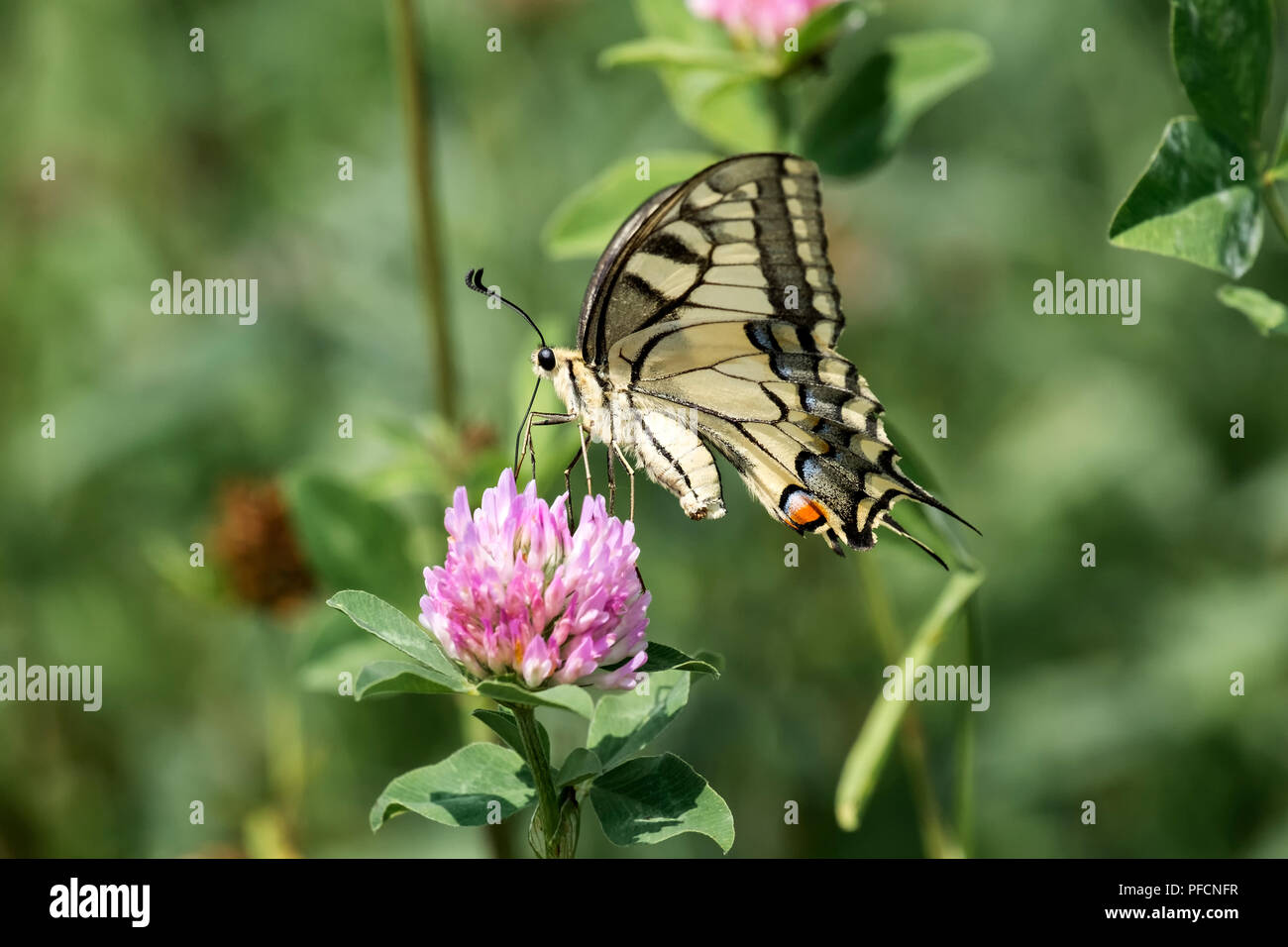 Common yellow Swallowtail collecting nectar from a red clover flower (Papilio machaon) Stock Photo