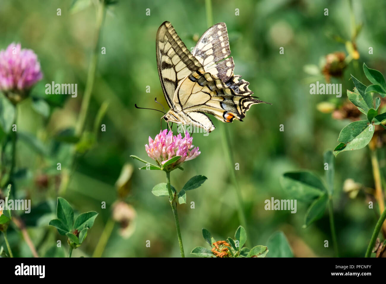 Common yellow Swallowtail collecting nectar from a red clover flower (Papilio machaon) Stock Photo