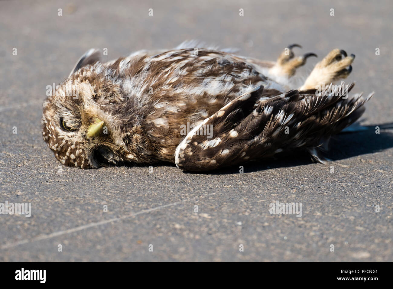 Dead little owl lies on the asphalt (Athene noctua) Stock Photo
