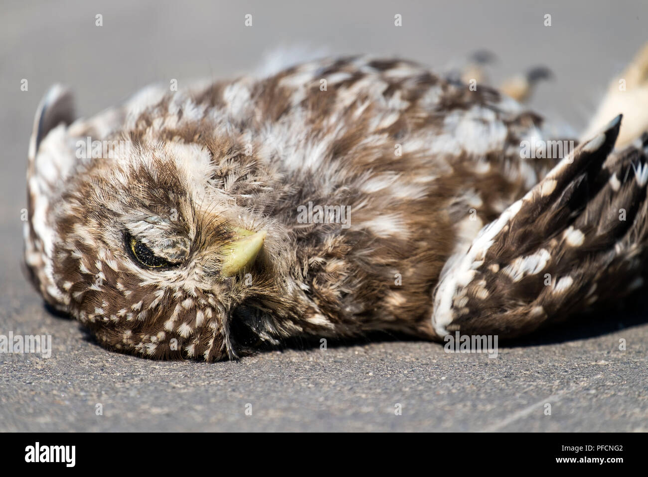 Dead little owl lies on the asphalt (Athene noctua) Stock Photo