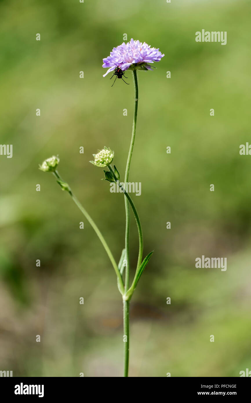 Field scabious flower (Knautia arvensis) Stock Photo