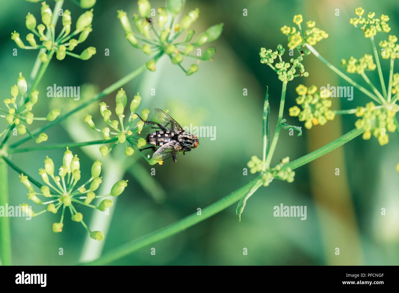 Flesh fly sits on flowers of wild parsnip (Sarcophaga carnaria) Stock Photo