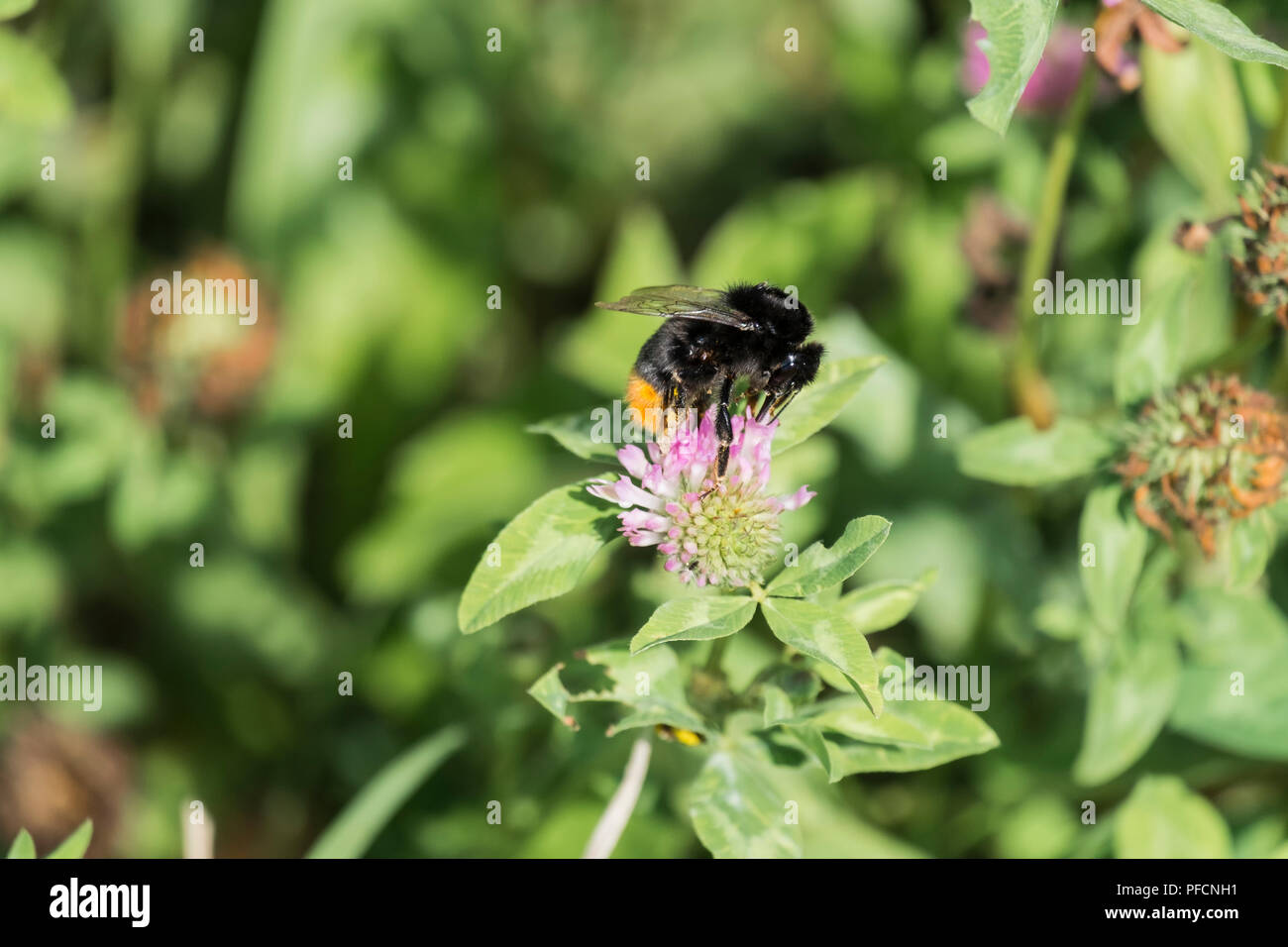 Large red-tailed bumblebee extracts pollen from a clover flower (Bombus lapidarius) Stock Photo