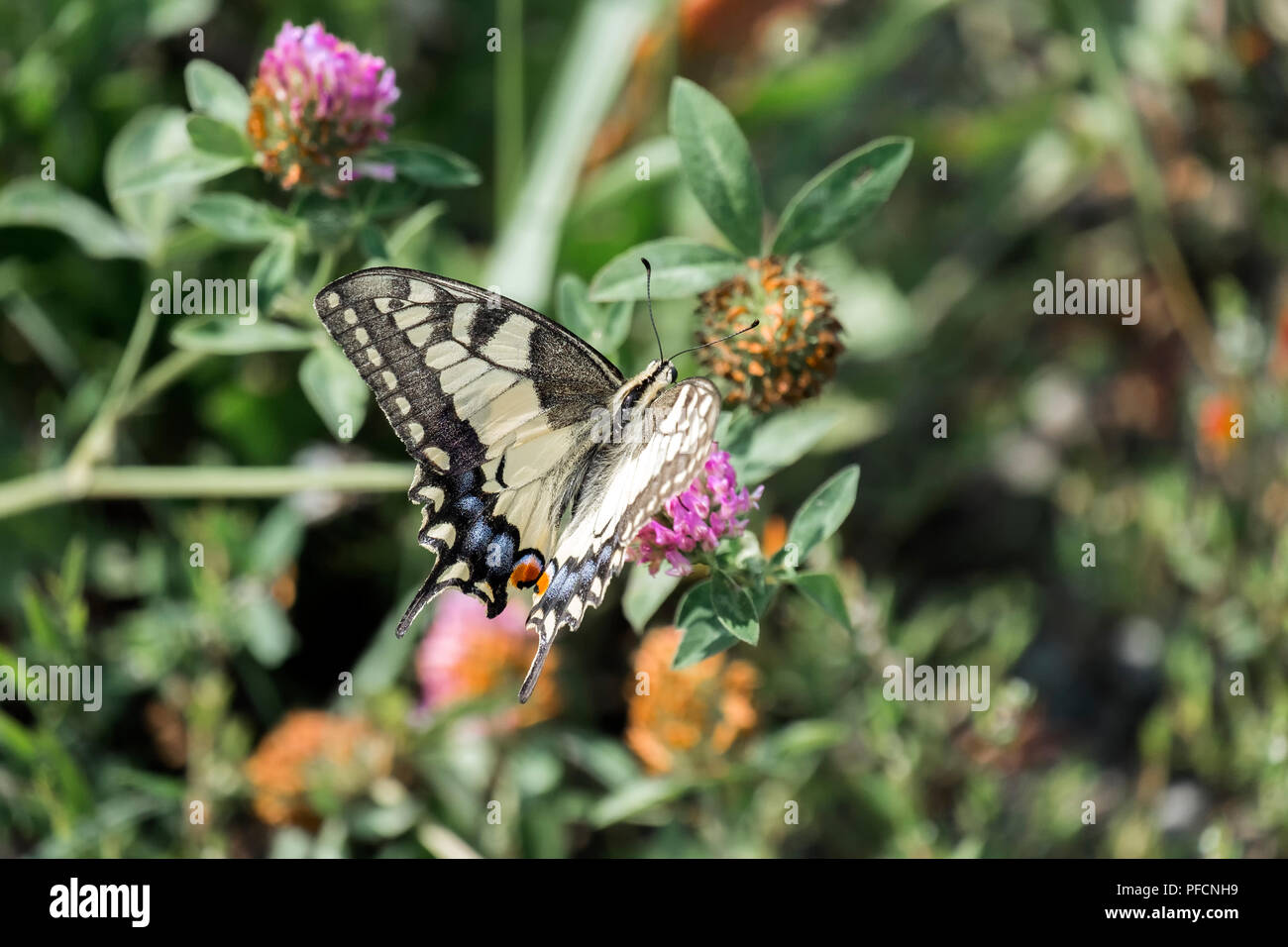 Old World swallowtail collecting nectar from a red clover flower (Papilio machaon) Stock Photo