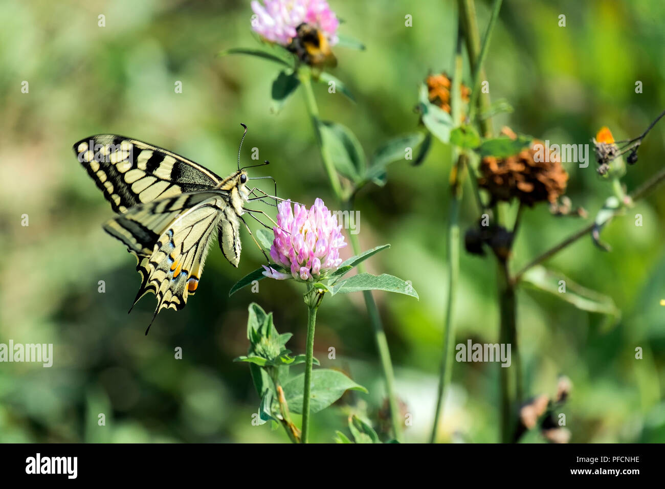 Old World swallowtail extracts nectar from clover flower (Papilio machaon) Stock Photo