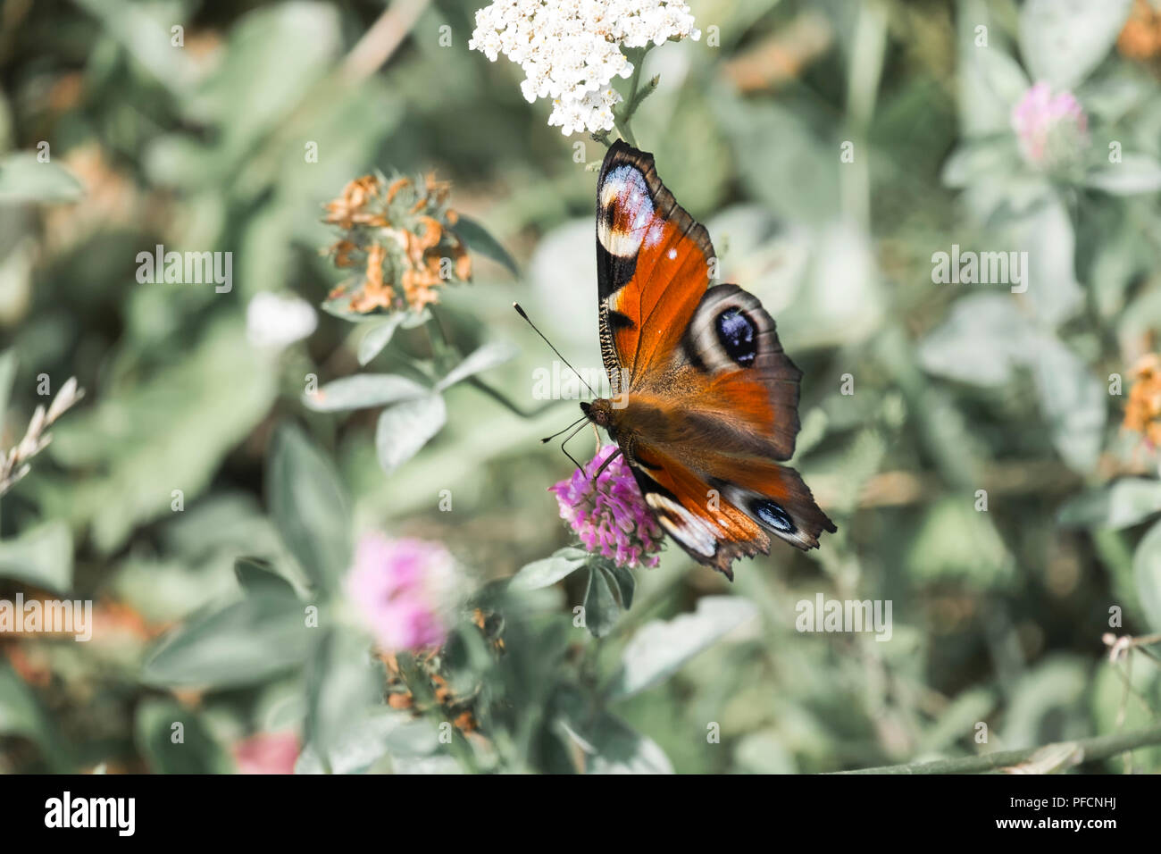 Peacock butterfly extracts the nectar from the flower of the clover (Aglais io) Stock Photo