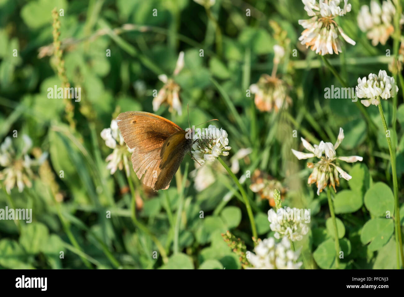 Ringlet butterfly sits on a flower of white clover (Aphantopus hyperantus) Stock Photo