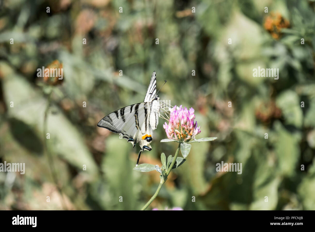 Scarce Swallowtail. Butterfly with snow-white base colour boldly marked with black tiger-like stripes running from the leading edge of the forewings ( Stock Photo