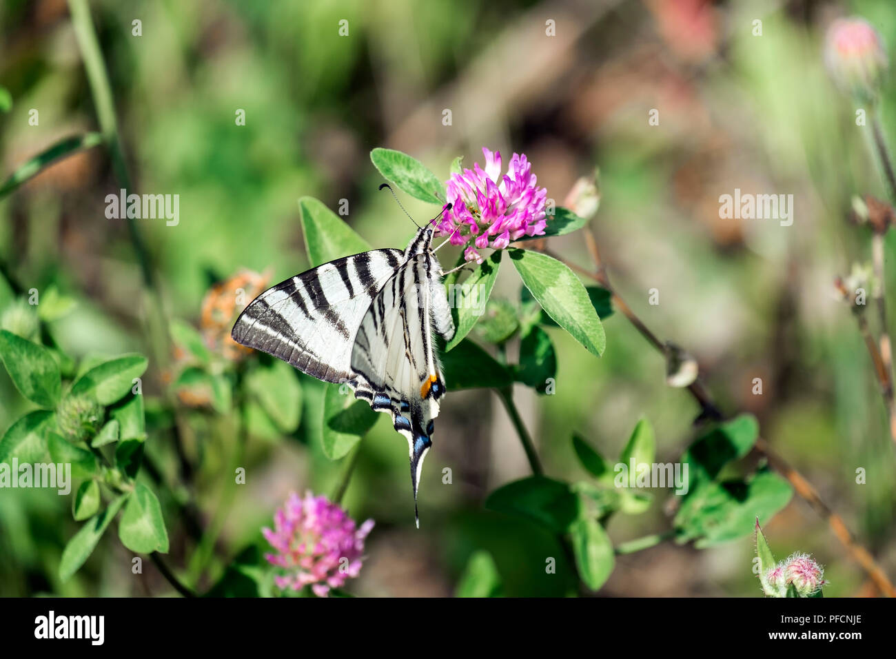 Scarce Swallowtail. Butterfly with snow-white base colour boldly marked with black tiger-like stripes running from the leading edge of the forewings ( Stock Photo