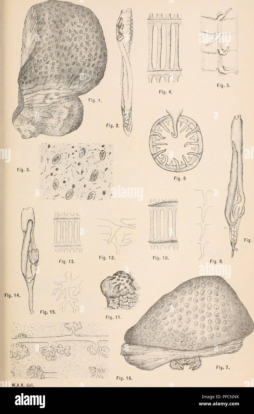 . Descriptive catalogue of the Tunicata in the Australian museum, Sydney, N.S.W. Tunicata. Austr. Mus. Tunicata. Plate, Pel. III. -' &quot; •'---^-' uTTTf. Fig. 8. Fig. 7. Fig. 16. Figs. 1-6-POLYCLINUM FUSCUM, n. sp. Figs. 7-1O-AMAROUCIUM PROTBCTANS, n. sp, Figs. 11-16-AMAROUCIUM ANOMALUM, n. sp.. Please note that these images are extracted from scanned page images that may have been digitally enhanced for readability - coloration and appearance of these illustrations may not perfectly resemble the original work.. Australian Museum; Herdman, W. A. (William Abbott), Sir, 1858-1924. Liverpool, T Stock Photo