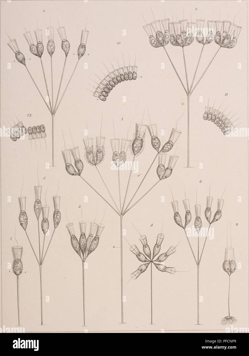This illustration shows the anatomy of Infusoria, including Ciliata ...