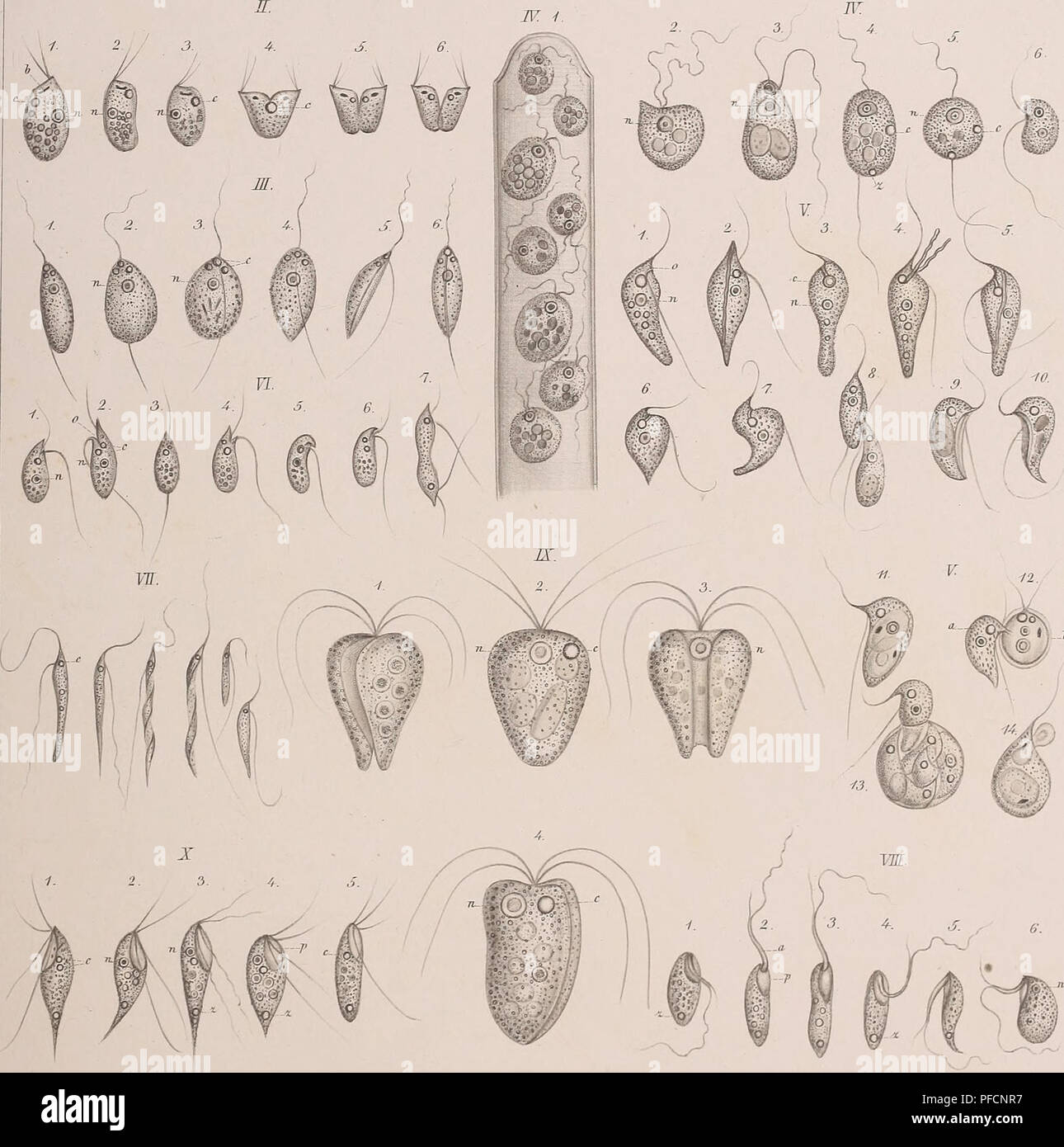 This work studies the organism structure of infusorians (Infusoria ...