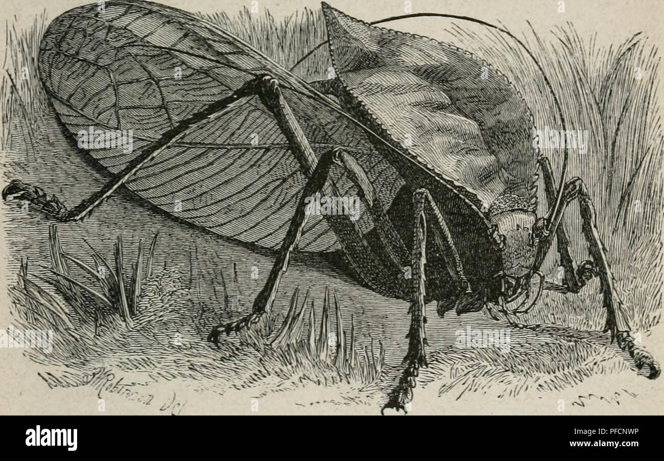 Der Malayische Archipel Die Heimath Des Orang Utan Und Des Paradiesvogels Reiseerlebnisse Und Studien Uber Land Und Leute Natural History Ethnology 9f Atuvoefc Icf Tc Bcv Gt Ua Snfern 401 Deutenbet Tu E Unb Uon Bcm Triuianteften The most renewing collection of free logo vector. alamy