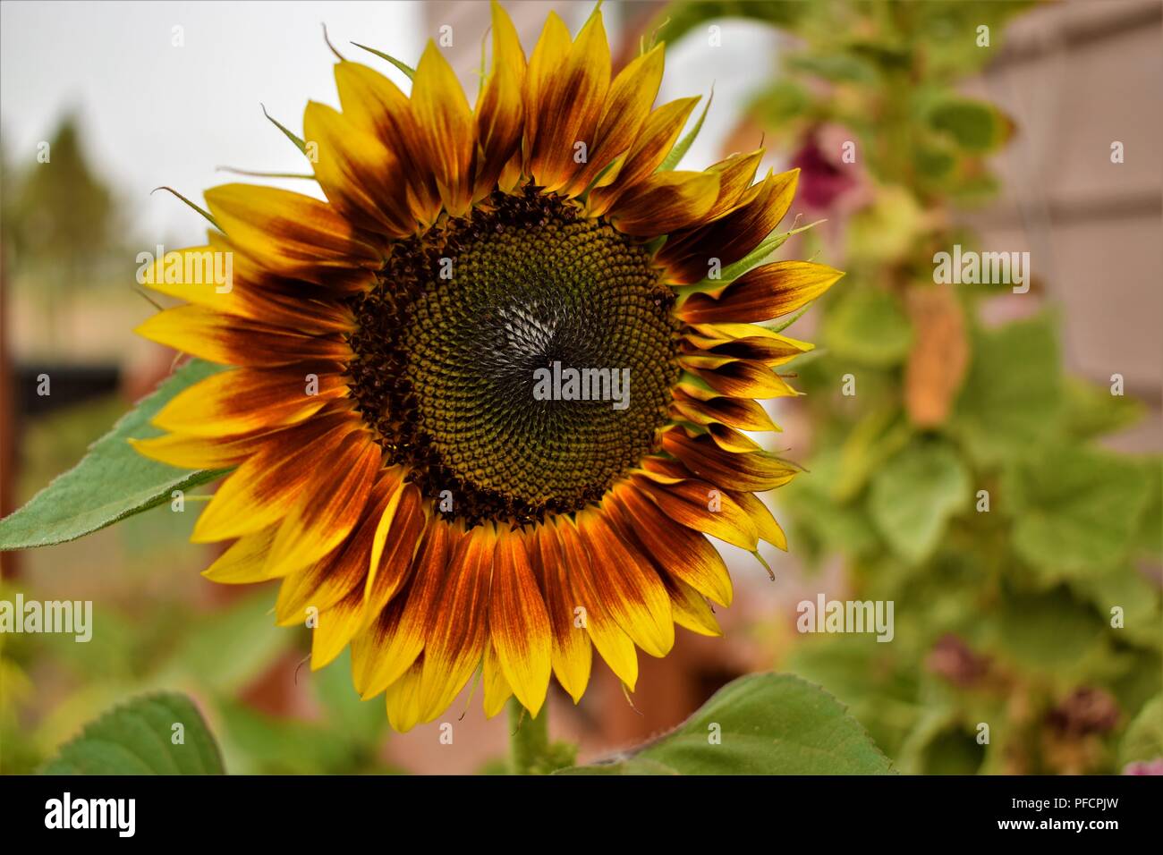 Summer Sun flowers in Central Oregon Stock Photo