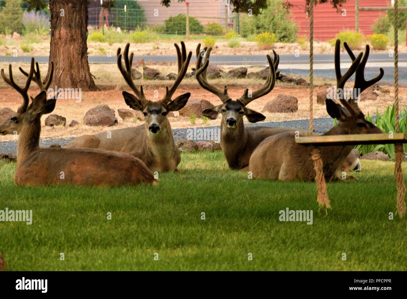 Bachelor Bucks hanging out in the neighborhood. Stock Photo