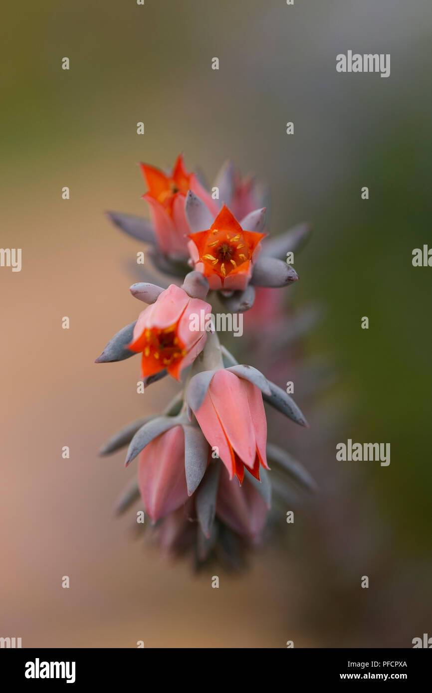 The tiny pink flowers of the Echeveria gibbiflora in the family Crassulaceae, in variety Blue Curl, native to Mexico and Guatemala. Stock Photo