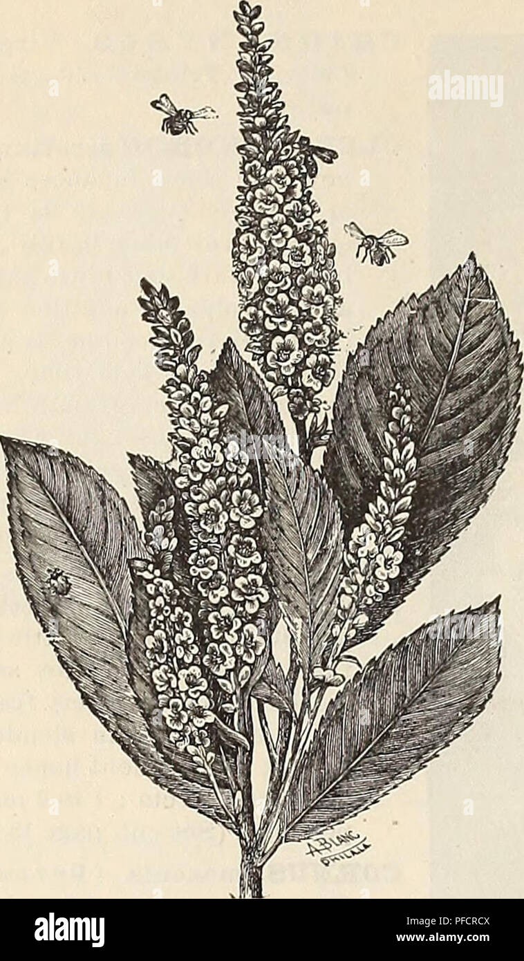 . Descriptive catalogue of ornamental trees plants vines fruits, etc