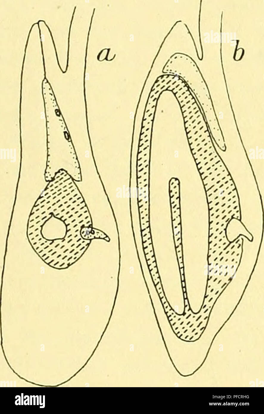 . Denkschriften Österreichische Akademie der Wissenschaften