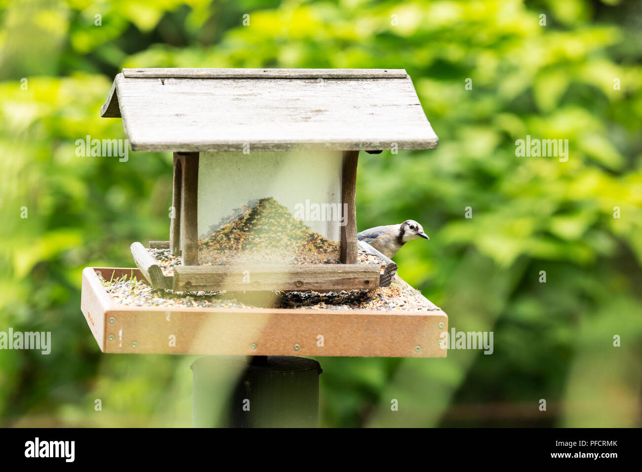 A Blue Jay Cyanocitta Cristata Peeking Out From Behind A Bird