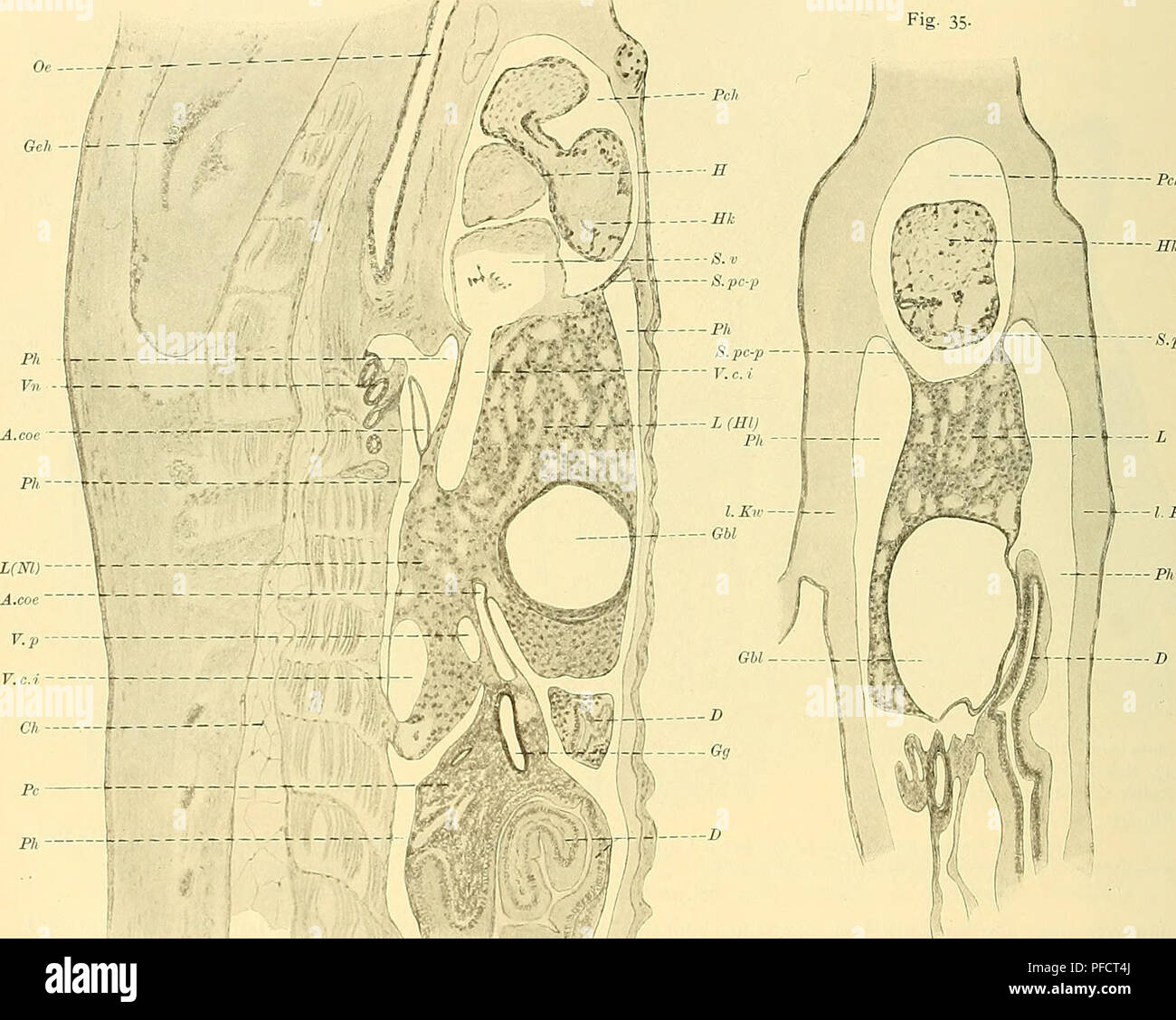 This work focuses on the development of mesenteries, liver ligaments ...