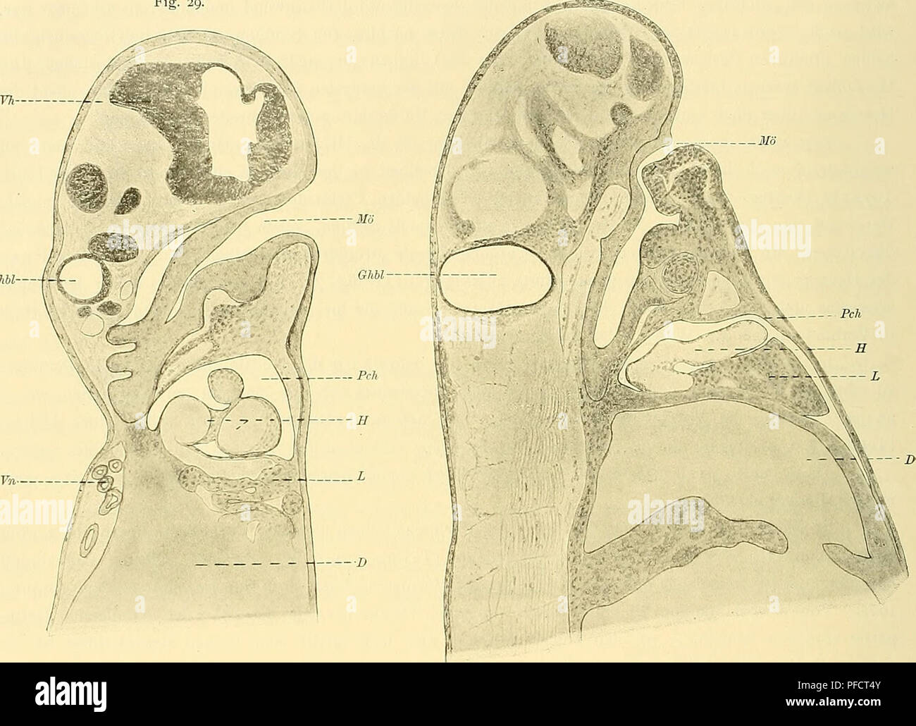 This medical and natural sciences journal from Jena provides detailed ...
