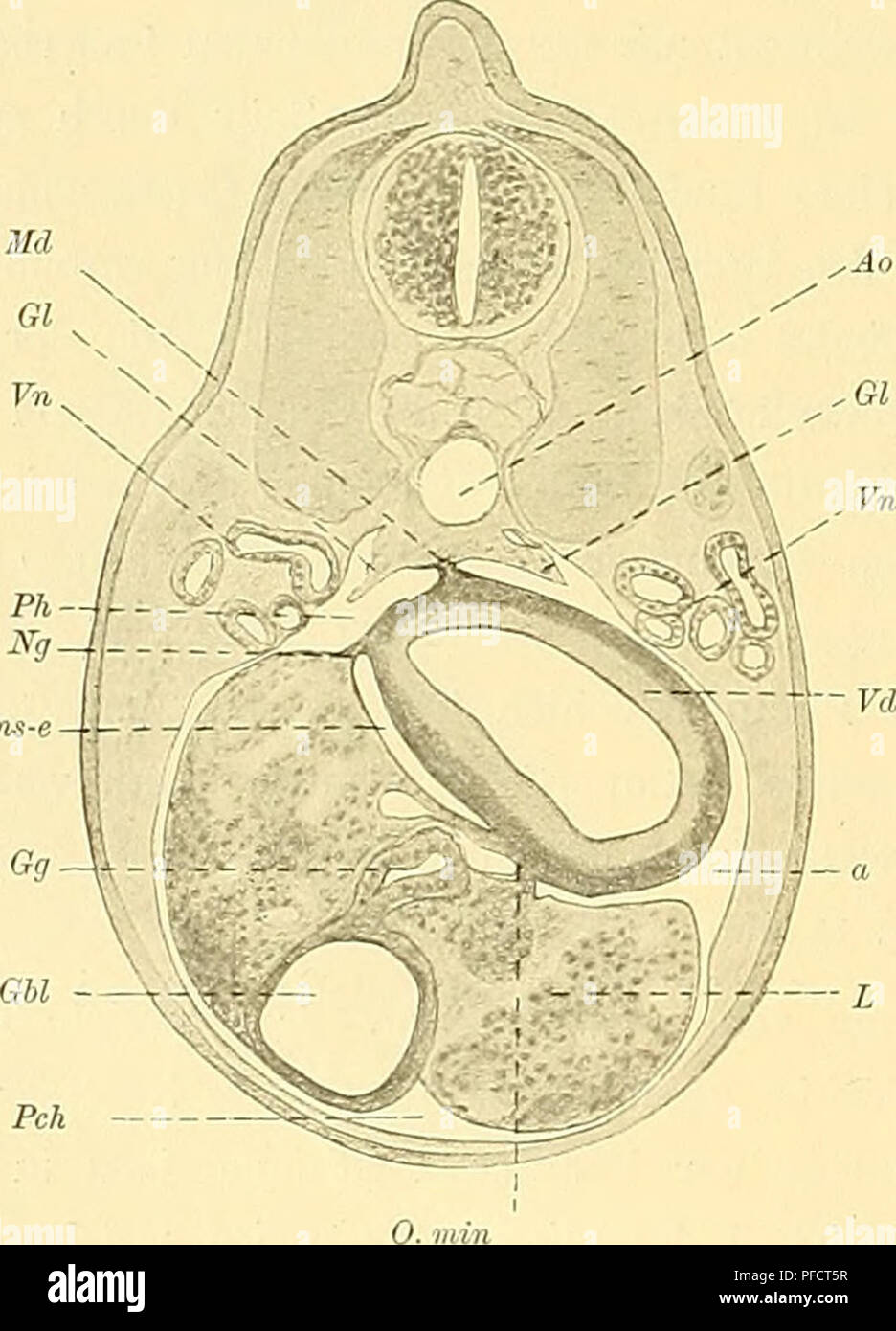 Denkschriften Der Medicinisch Naturwissenschaftlichen Gesellschaft Zu Jena Pch Fig 17 V N R H Ms E Fig 16 M Lt K R Ph A Vd A Pch Ii V A Pch Please Note That These Images