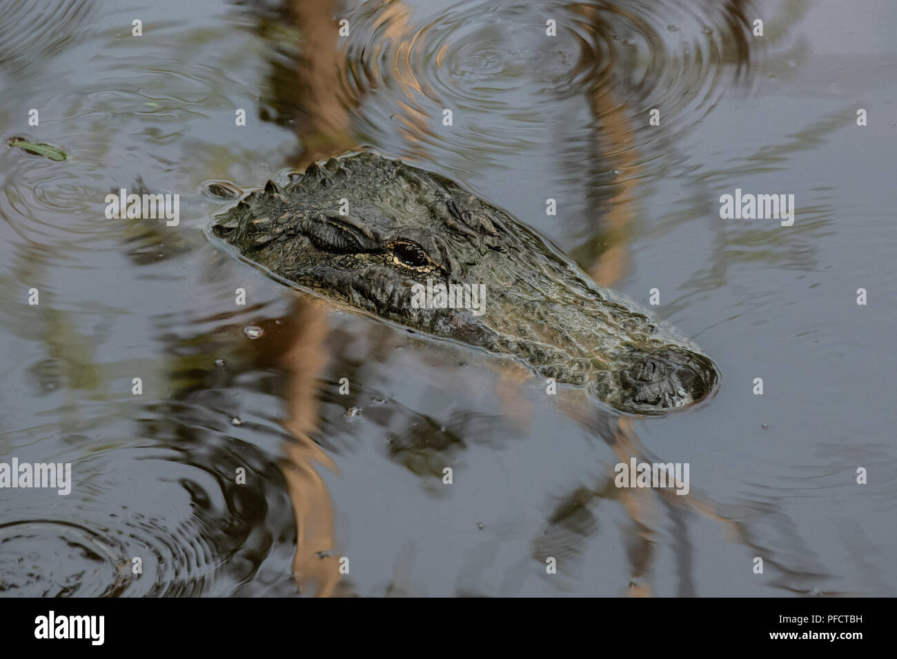American Alligator feeding in a North Carolina swamp - Shalotte - near South Carolina Stock Photo