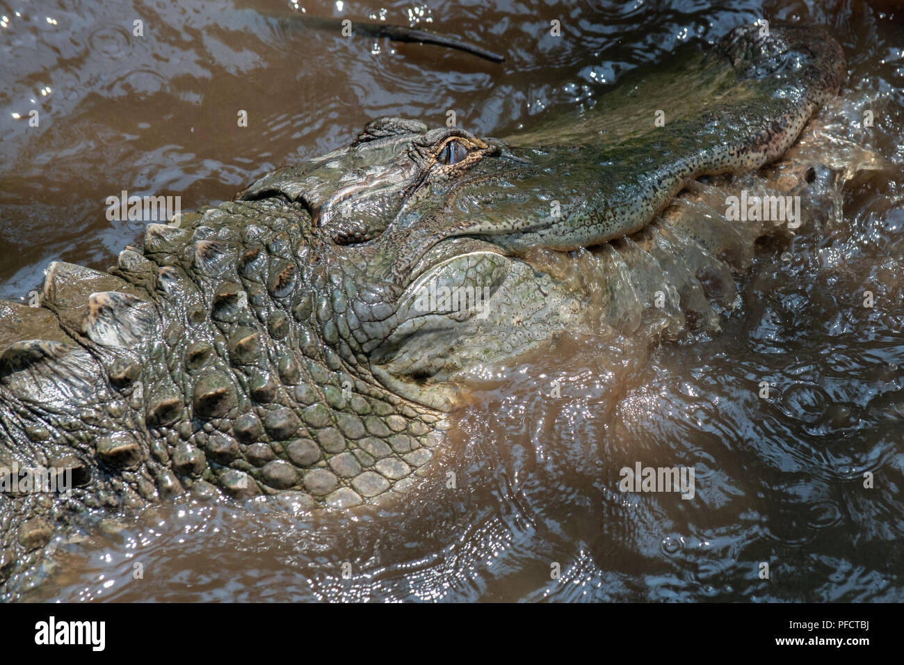 American Alligator feeding in a North Carolina swamp - Shalotte - near South Carolina Stock Photo
