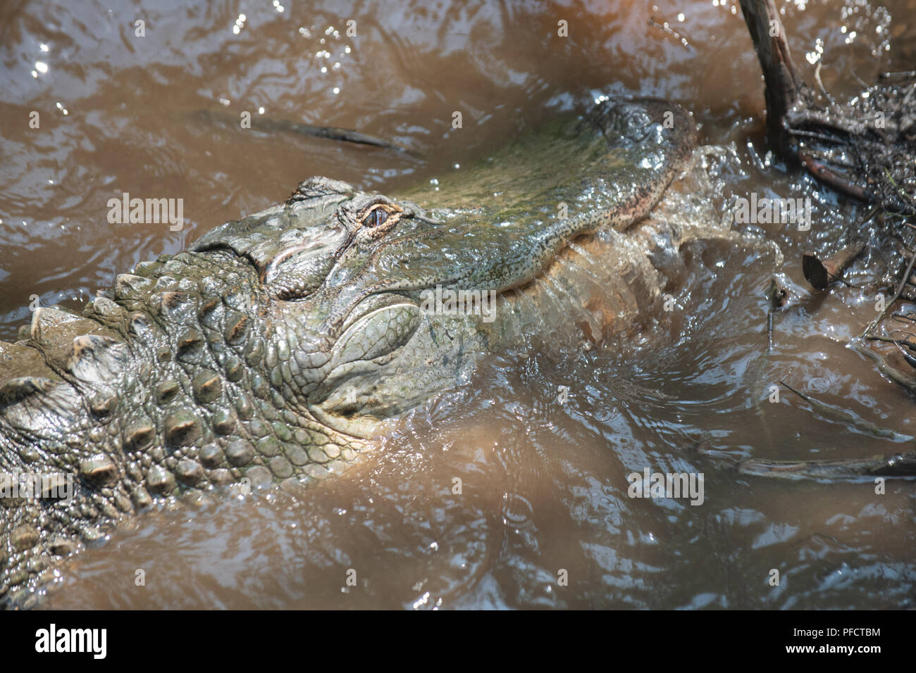 American Alligator feeding in a North Carolina swamp - Shalotte - near South Carolina Stock Photo