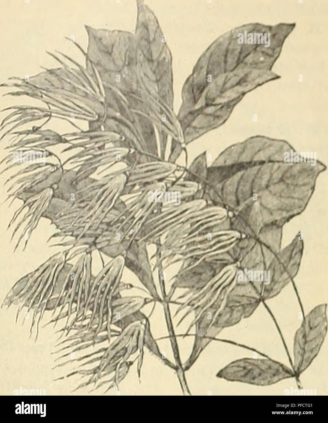 . Descriptive catalogue of ornamental trees, plants, vines, fruits, etc