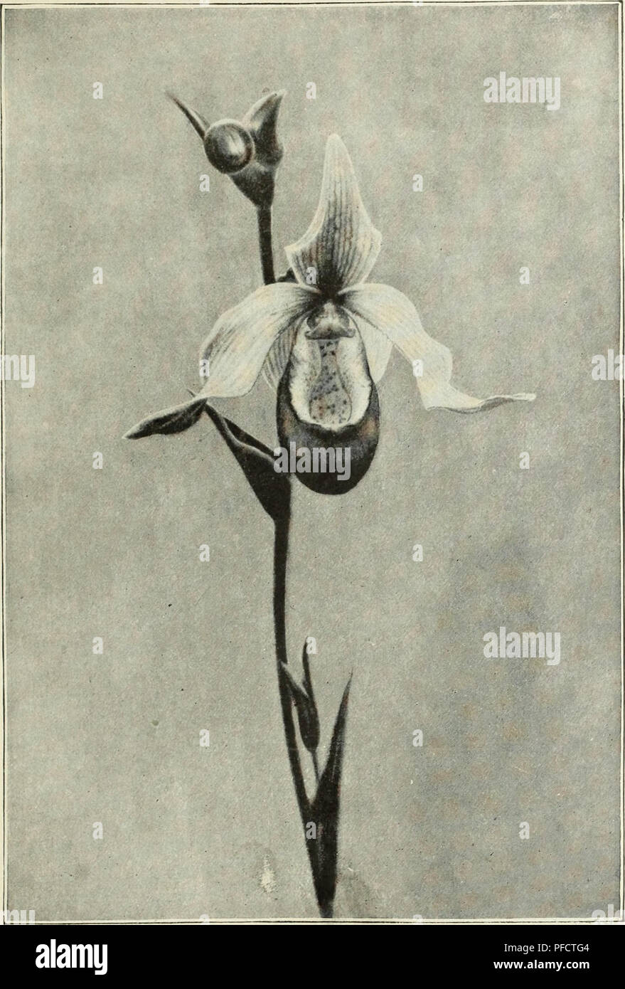 . Descriptive illustrated catalogue of new and rare seeds, plants, and bulbs. Bulbs (Plants) Catalogs; Flowers Seeds Catalogs; Plants, Ornamental Catalogs; Vegetables Seeds Catalogs; Gardening Equipment and supplies Catalogs; Commercial catalogs New Jersey. Cyprifedil'm S[??ni. (See opposite page.). Please note that these images are extracted from scanned page images that may have been digitally enhanced for readability - coloration and appearance of these illustrations may not perfectly resemble the original work.. United States Nurseries; Pitcher, James R; Manda, W. A; Pitcher & Manda; H Stock Photo