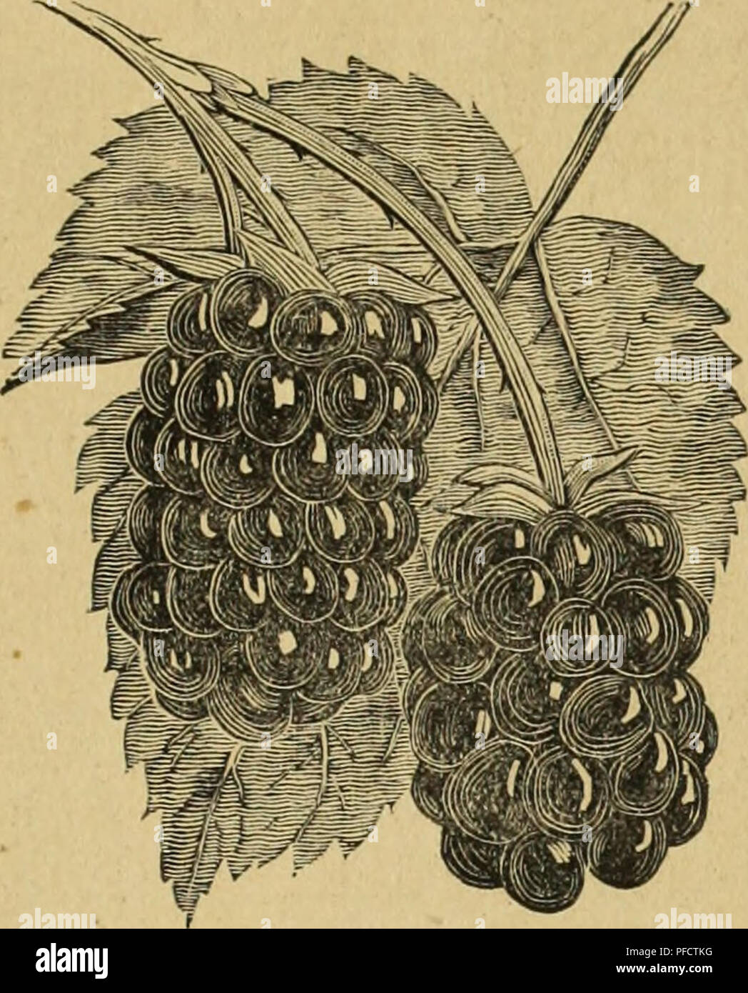. Descriptive catalogue of fruit, shade, and ornamental trees, roses, shrubs, plants, etc.. Nursery stock California Catalogs; Fruit trees Catalogs; Ornamental trees Catalogs; Fruit Catalogs; Evergreens Catalogs; Roses Catalogs. SMALL FRUITS. 71. CRANDALL'S EARLY.-(Texas Everbearing.) Crandall's Early. (Texas Everbearing). Large and firm, very early, nearly two weeks ahead of any other variety, and bears throughout the whole season. The very best. Lucretia Dewberry. The best of the blackberry family, extremely hardy and very productive. Fruit very large and of uniform size, of excellent qualit Stock Photo