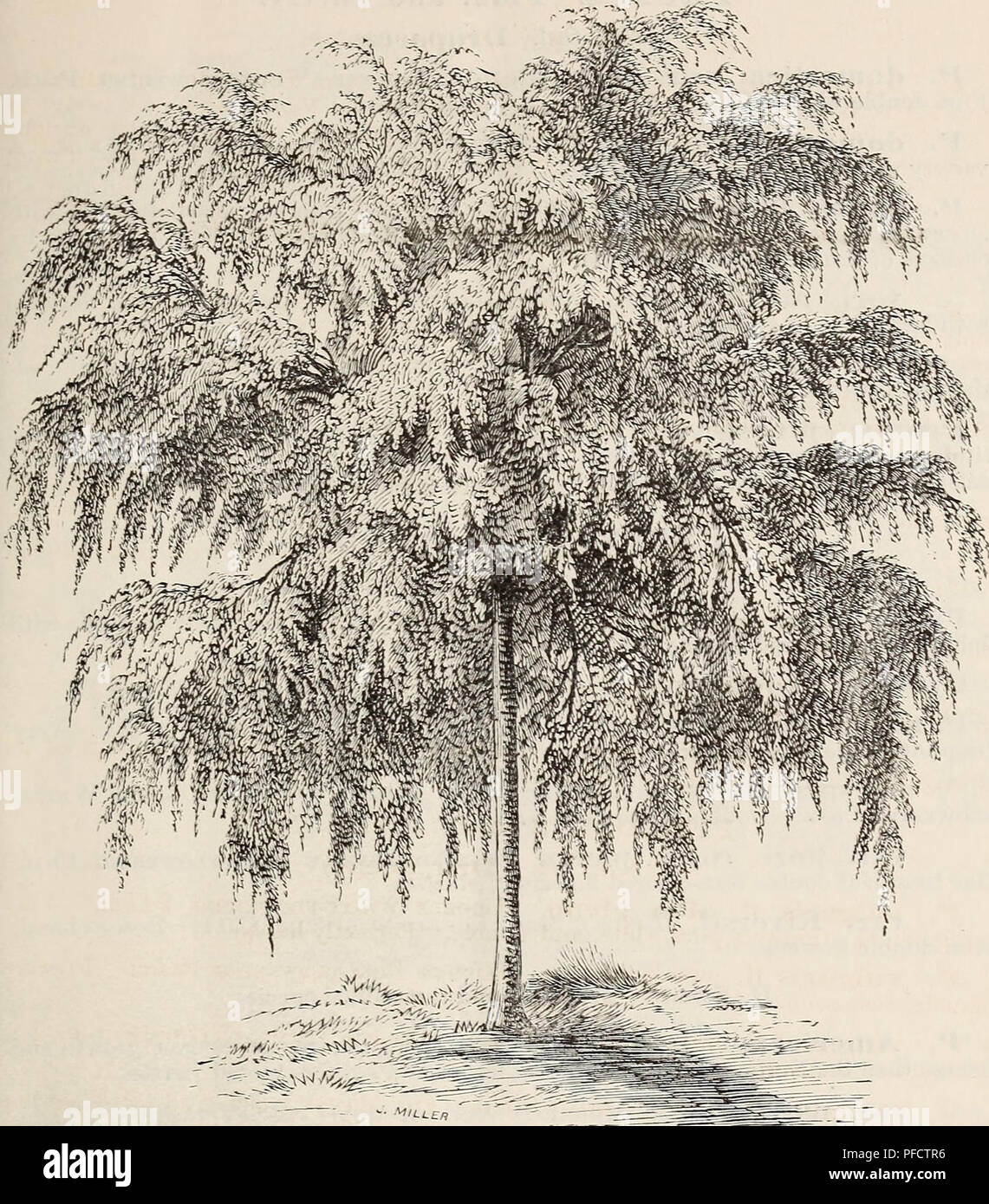 . Descriptive catalogue of ornamental trees, shrubs, roses, flowering plants, &amp;c. Ornamental trees Catalogs; Shrubs Catalogs; Roses Catalogs; Flowers Catalogs. OB^AMEJSfTAL TREES, SHRUBS, ETC. 27. '^ll.LE/, WEEPING POPLAR. *I*. balsaillifera. Balsam Poplar o:s Tacamahac. A native species of re- markably rapid, luxuriant growth, M'ith large glossy foliage. P. crispa. Lindlet's Cei^p or Cueled-leaved Poplar. A singular variety, the bark on the young wood being raised in furrows. P. eleg'ailS. Of upright growth, bro-^Tiish wood and fine foliage. *P. fastig'iata or dilatata. Lombaedy Poplae. A Stock Photo