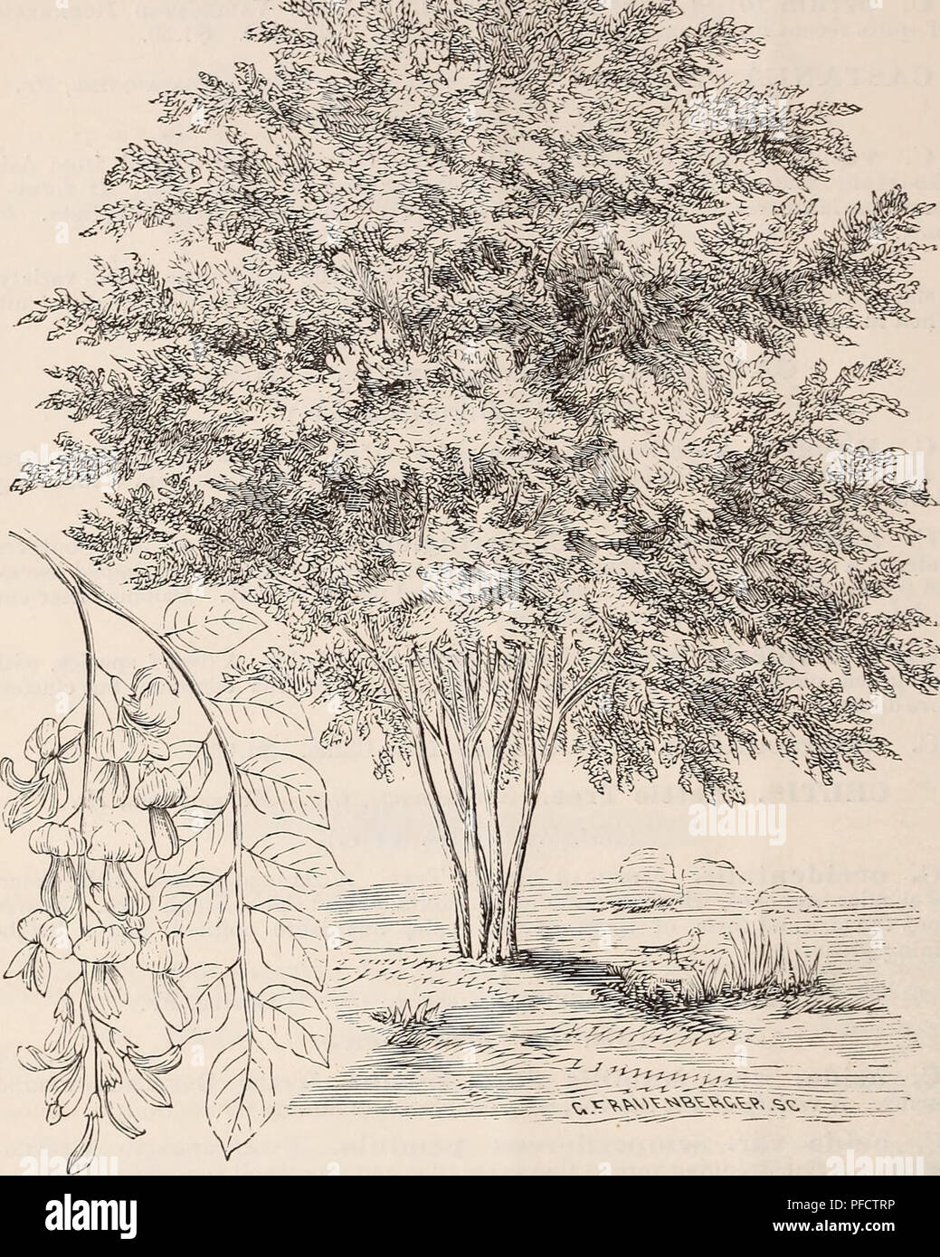 . Descriptive catalogue of ornamental trees, shrubs, roses, flowering plants, &amp;c. Ornamental trees Catalogs; Shrubs Catalogs; Roses Catalogs; Flowers Catalogs. 16 ELLWANGER d: BARRY'S CATALOGUE.. ^^:,,=.^^^-'^;^^^5'^^^^'5^'^&gt;'^V^^^'i?, .c»&lt;2, -73^^ CLADASTRIS TINCTORIA. Sljll. VIRGTLEA LUTEA, (Yellow Wood.) O. Sieboldii rubra plena. Siebold's Double Eed-floweking Cheery. $1.00. The last two are said to be remarkable varieties from Japau. Flowers large and fine. CERCIS. Judas' Tree, or Red Bud. Judas BAmr, Gar. Gainier, Fr. {Ndt. Ord. Fabaceje.) A very ornamental native tree, of medi Stock Photo
