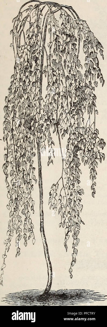 . Descriptive catalogue of ornamental trees, shrubs, roses, flowering plants, &amp;c. Ornamental trees Catalogs; Shrubs Catalogs; Roses Catalogs; Flowers Catalogs. OR^'AMENTAL TREES, SHRUBS, ETC. 13. B. a. var. pendula laciniata. Cut- lea yed Weeping Bikch. Beyond question one of the most popular of all weeping or pendulous trees. Its tall, slender, yet vigorous growth, graceful drooping branches, silvery white bark, and delicately cut foliage, present a combination of attractive? characteristics rarely met with in a single tree. Wf; quote Mr. Scott's description as follows : &quot;No engravin Stock Photo