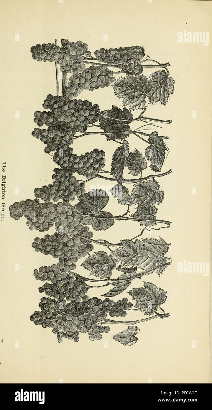 . Descriptive catalogue of fruit and ornamental trees, shrubs, vines, roses, etc. : cultivated and for sale. Nursery stock Ohio Catalogs; Nursery stock Illinois Catalogs; Nursery stock Kansas Catalogs; Fruit Catalogs; Ornamental trees Catalogs; Ornamental shrubs Catalogs; Grapes Catalogs; Roses Catalogs. . Please note that these images are extracted from scanned page images that may have been digitally enhanced for readability - coloration and appearance of these illustrations may not perfectly resemble the original work.. N. H. Albaugh &amp; Co; Henry G. Gilbert Nursery and Seed Trade Catalog Stock Photo