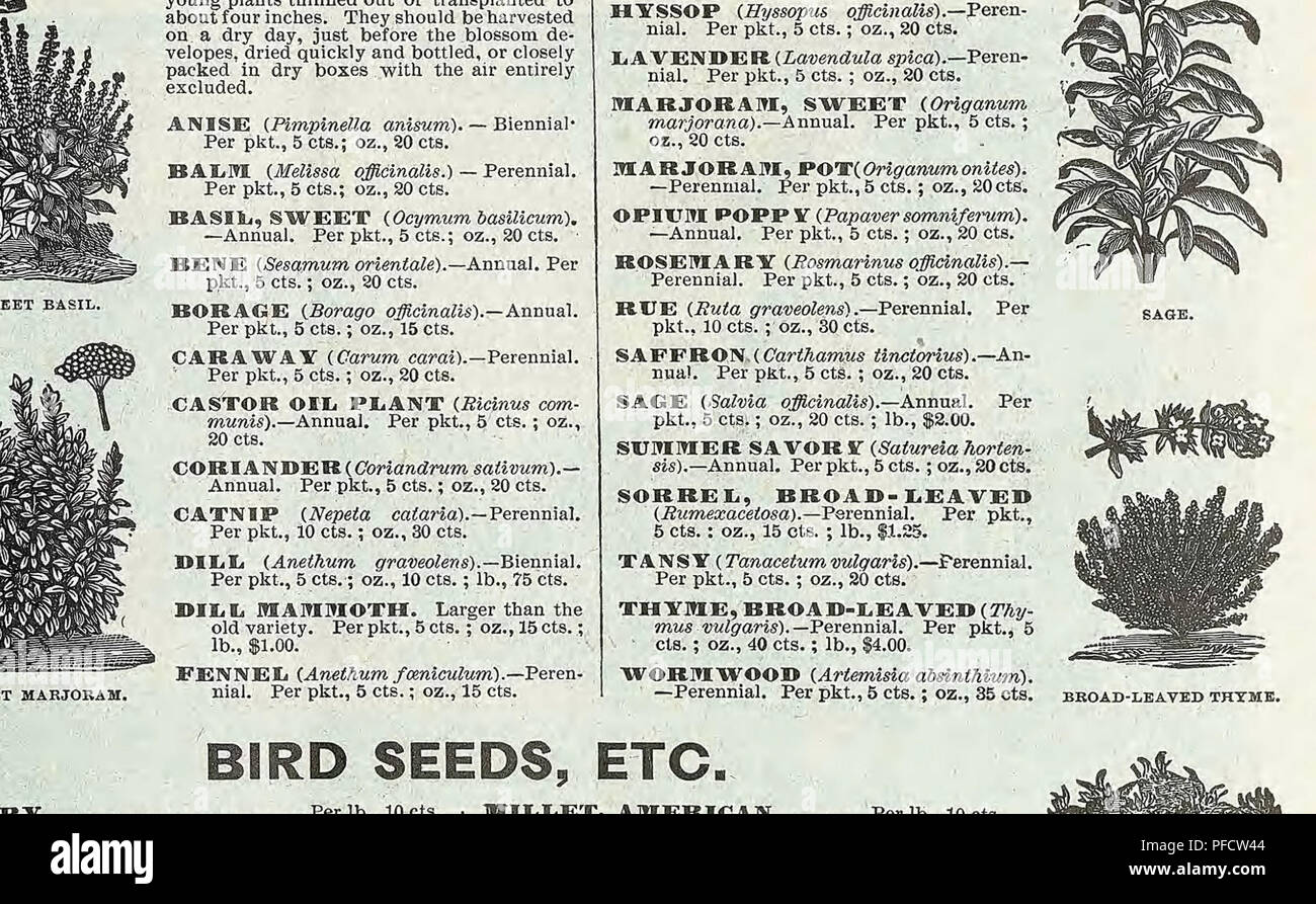 Descriptive Catalogue Of Vegetable Flower And Farm Seeds Nurseries Horticulture Nursery Stock Seeds Bulbs Plants