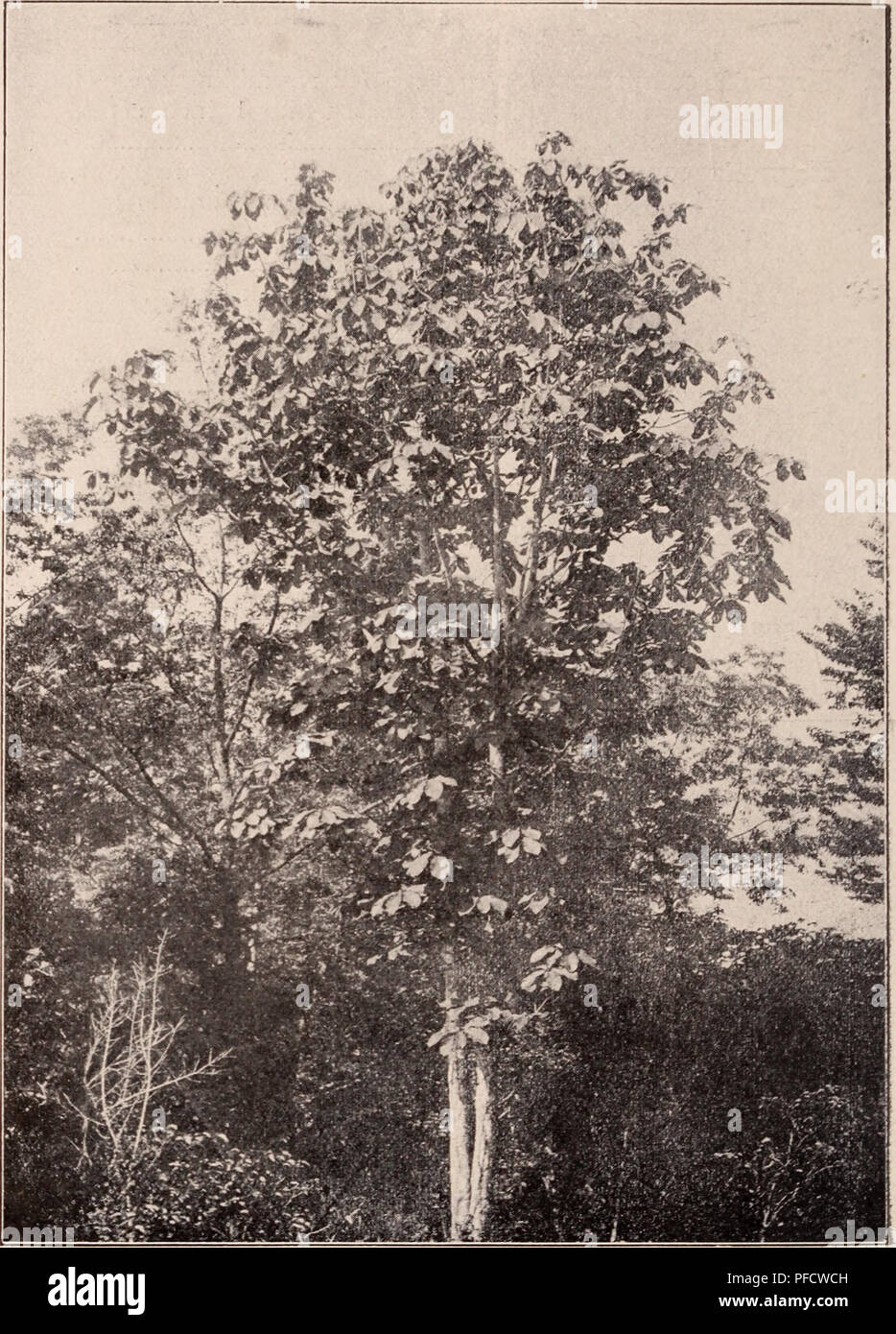 . Descriptive catalogue of flowering, ornamental trees, shrubs, bulbs, herbs, climbers, fruit trees, &amp;c., &amp;c., &amp;c. / for sale by the Yokohama Nursery Co., Limited.. Nursery Catalogue. 38 CATALOGUE OF THE YOKOHAMA NURSERY Co., Ltd, (1912). 12. Magnolia parvi- flora, flore seiiii- pleiiO, the same with serai-double fl o A'er — height : li-2 ft.; per 10, $2.50. 13. &quot;MagnoliapiDiiila, leaves persistent, Avith thick petal- ed flower like a small round ball. Very attractive and fragrant (pot g r o vv n)—height: ]-U ft.; per 10, |3.50. 14. Magnolia stellata, stellate petals, light p Stock Photo