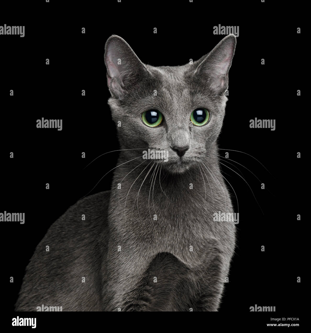 Portrait of Russian blue Cat with big Green eyes on Isolated Black Background Stock Photo