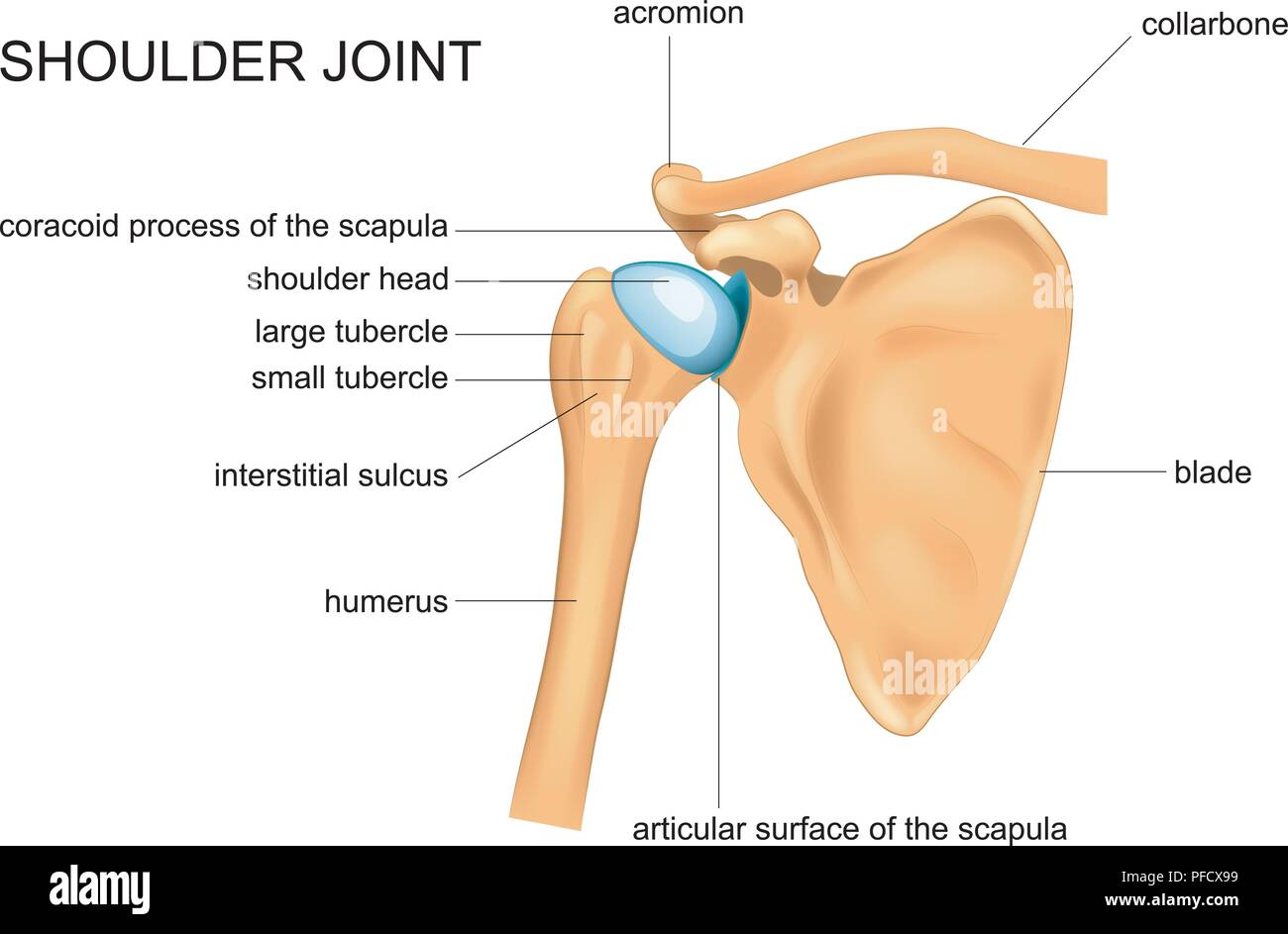 vector illustration of shoulder joint anatomy. blade Stock Vector