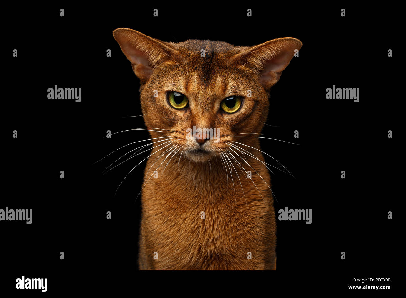 Closeup head of grumpy abyssinian cat in front portrait gazing with ...