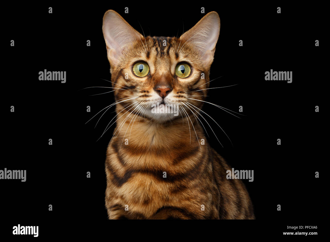 Closeup portrait of Gold Bengal Cat with rosette Looking in Camera Curiously on Isolated black background Stock Photo